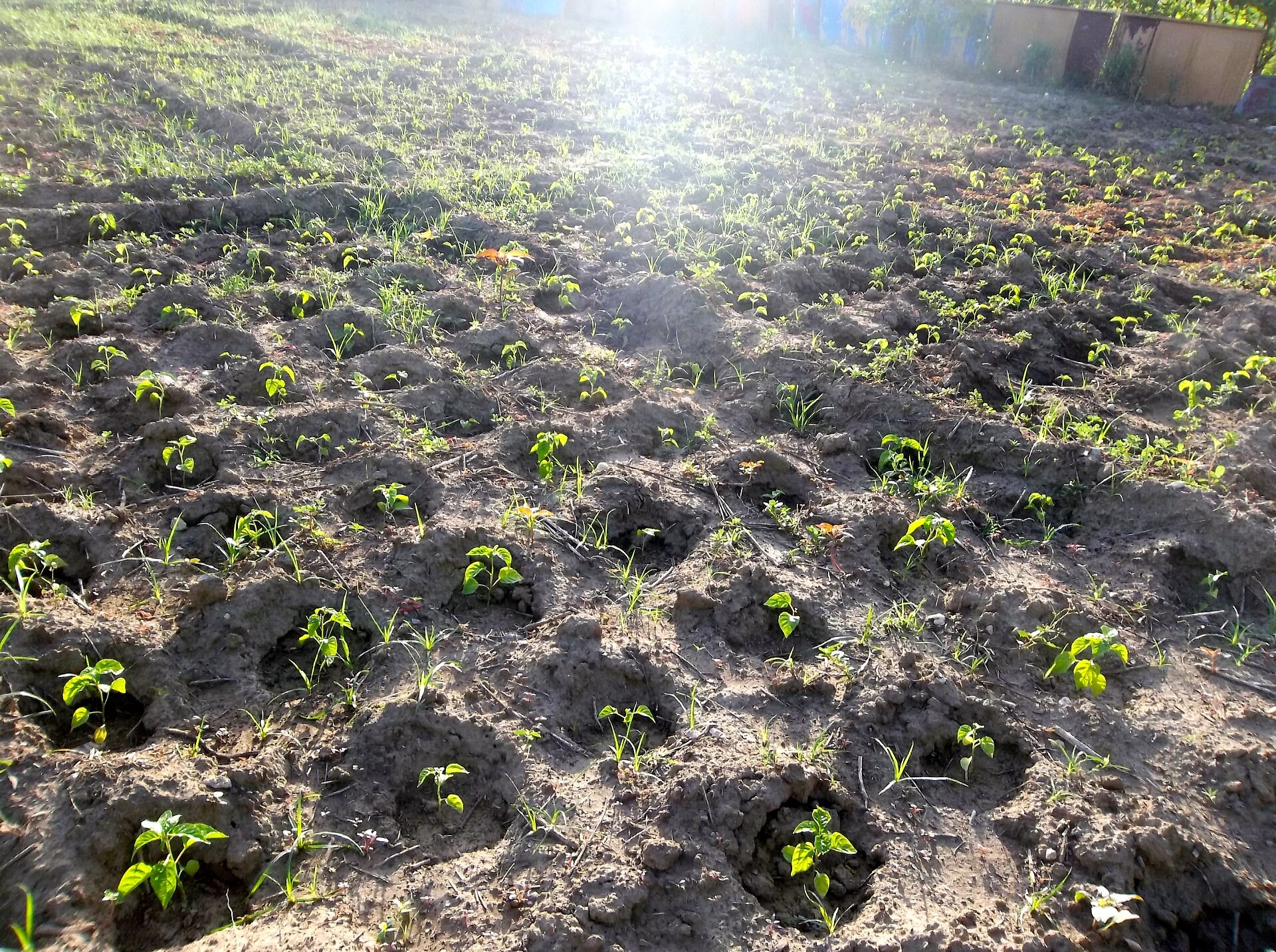 Peppers growing in Pernier, Port-au-Prince