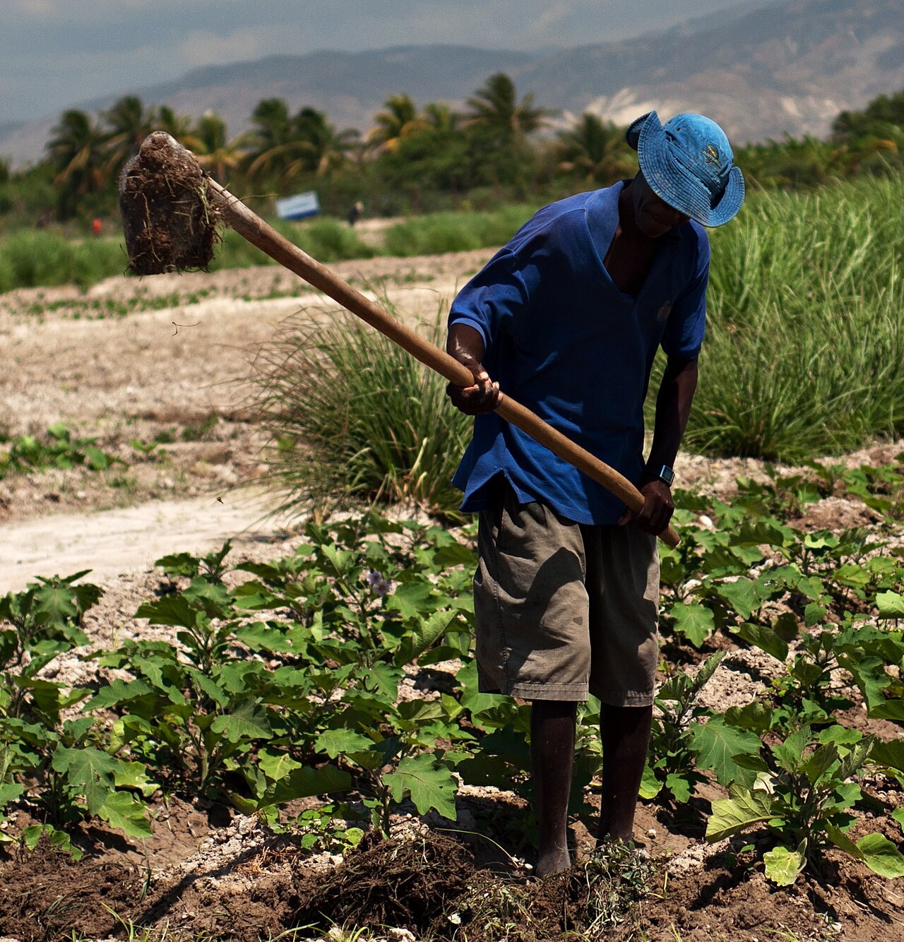 Farming in Bas Boan